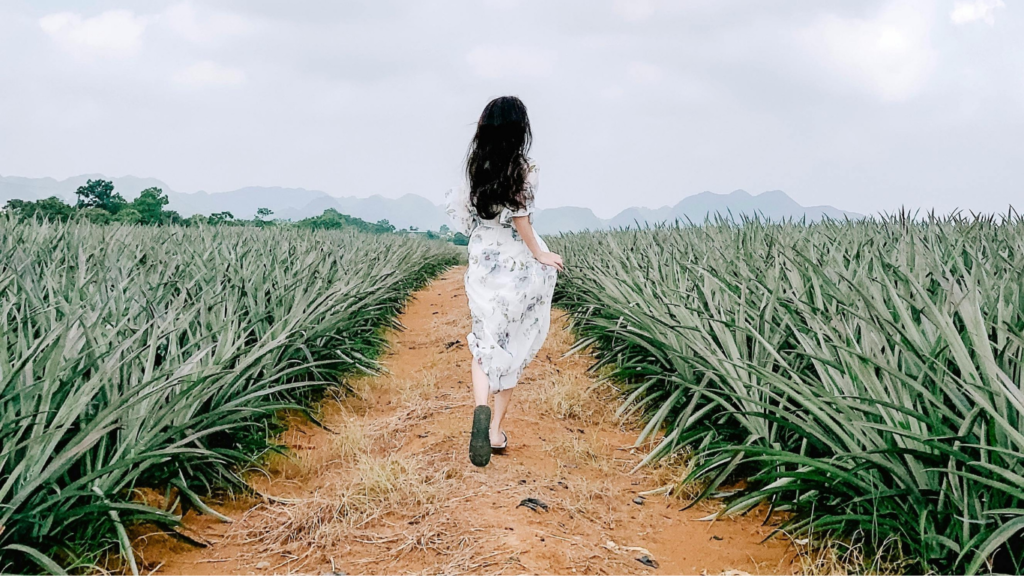 Ninh Binh 1 Day Private Tour - Tam Diep Pineapple Hill