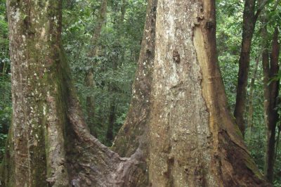 Tour Ninh Bình 2N1Đ Tam Cốc, Hang Múa, Cúc Phương